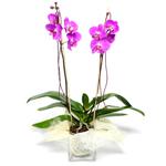  Eskişehir online çiçek gönderme sipariş  Cam yada mika vazo içerisinde  1 kök orkide
