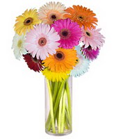  Eskişehir çiçek servisi , çiçekçi adresleri  Farkli renklerde 15 adet gerbera çiçegi