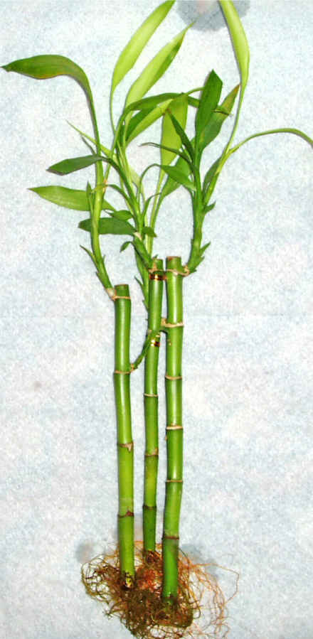 Lucky Bamboo 3 adet vazo hediye edilir   Eskiehir gvenli kaliteli hzl iek 
