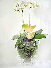  Eskişehir online çiçek gönderme sipariş  Cam yada mika vazoda özel orkideler