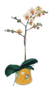  Eskişehir kaliteli taze ve ucuz çiçekler  Phalaenopsis Orkide ithal kalite