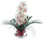  Eskişehir anneler günü çiçek yolla  Dal orkide ithal iyi kalite