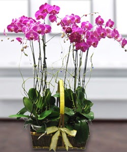 4 dallı mor orkide  Eskişehir çiçek , çiçekçi , çiçekçilik 