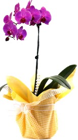  Eskişehir anneler günü çiçek yolla  Tek dal mor orkide saksı çiçeği
