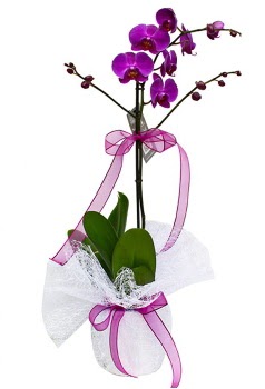 Tek dallı mor orkide  Eskişehir çiçek siparişi vermek 