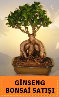Ginseng bonsai satışı japon ağacı  Eskişehir güvenli kaliteli hızlı çiçek 