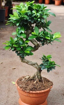 Orta boy bonsai saksı bitkisi  Eskişehir çiçek servisi , çiçekçi adresleri 