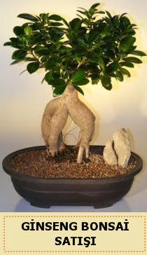İthal Ginseng bonsai satışı japon ağacı  Eskişehir anneler günü çiçek yolla 