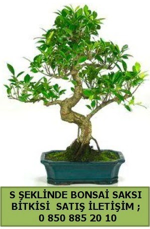 İthal S şeklinde dal eğriliği bonsai satışı  Eskişehir internetten çiçek siparişi 