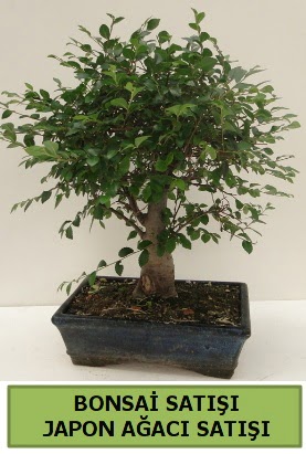 Minyatr bonsai japon aac sat  Eskiehir internetten iek sat 