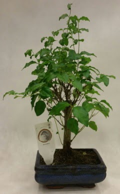 Minyatür bonsai japon ağacı satışı  Eskişehir çiçek siparişi vermek 