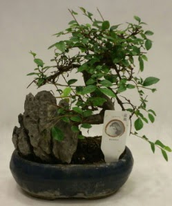 İthal 1.ci kalite bonsai japon ağacı  Eskişehir online çiçek gönderme sipariş 