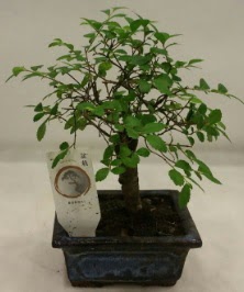 Minyatür ithal japon ağacı bonsai bitkisi  Eskişehir online çiçek gönderme sipariş 