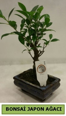 Bonsai japon ağacı saksı bitkisi  Eskişehir çiçek gönderme 