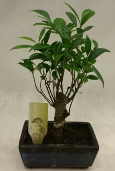 Japon ağacı bonsai bitkisi satışı  Eskişehir çiçek siparişi vermek 