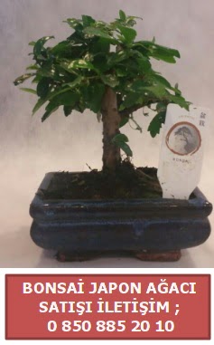 Japon ağacı minyaür bonsai satışı  Eskişehir online çiçek gönderme sipariş 