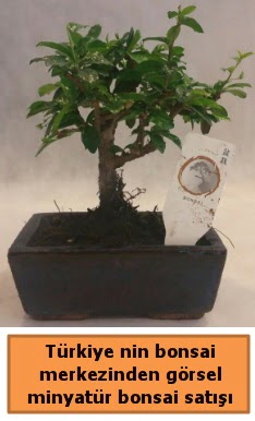 Japon ağacı bonsai satışı ithal görsel  Eskişehir çiçekçiler 