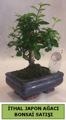 İthal japon ağacı bonsai bitkisi satışı  Eskişehir çiçek siparişi vermek 