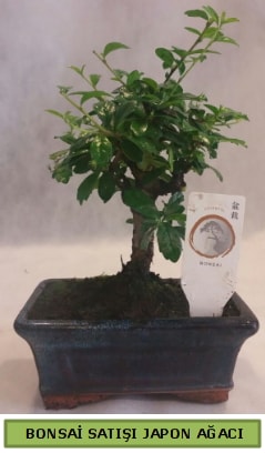 Minyatür bonsai ağacı satışı  Eskişehir internetten çiçek siparişi 