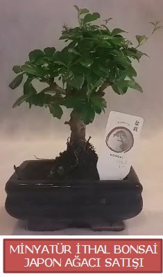 Küçük görsel bonsai japon ağacı bitkisi  Eskişehir cicek , cicekci 
