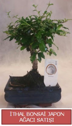 İthal küçük boy minyatür bonsai ağaç bitkisi  Eskişehir çiçek siparişi vermek 