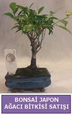 İthal Bonsai japon ağacı bitkisi satışı  Eskişehir çiçek siparişi sitesi 