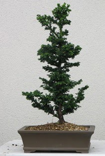 Çam ağacı bonsai bitkisi satışı  Eskişehir çiçek siparişi vermek 