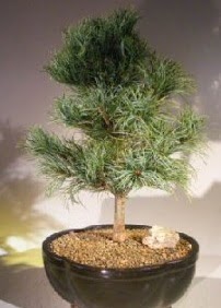 Çam ağacı bonsai bitkisi satışı  Eskişehir cicekciler , cicek siparisi 