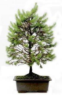 *** STOKTA YOK - Çam ağacı bonsai bitkisi satışı  Eskişehir yurtiçi ve yurtdışı çiçek siparişi 