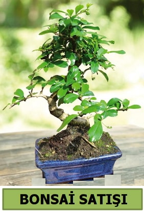Çam bonsai japon ağacı satışı  Eskişehir online çiçek gönderme sipariş 