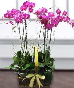 7 dallı mor lila orkide  Eskişehir internetten çiçek satışı 