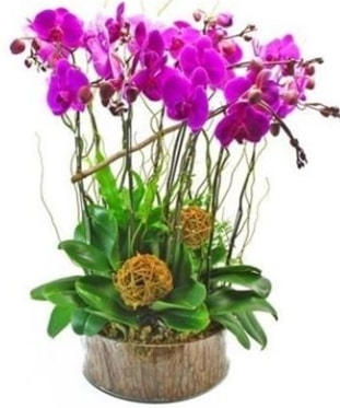 Ahşap kütükte lila mor orkide 8 li  Eskişehir hediye sevgilime hediye çiçek 