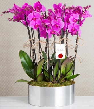 11 dallı mor orkide metal vazoda  Eskişehir internetten çiçek satışı 