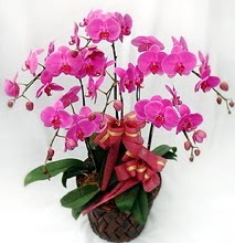 Sepet içerisinde 5 dallı lila orkide  Eskişehir cicekciler , cicek siparisi 
