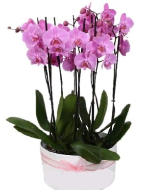 Beyaz seramik içerisinde 7 dallı mor orkide  Eskişehir çiçek siparişi vermek 