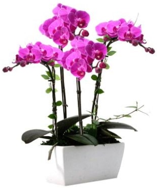 Seramik vazo içerisinde 4 dallı mor orkide  Eskişehir online çiçek gönderme sipariş 