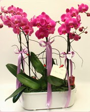 Beyaz seramik içerisinde 4 dallı orkide  Eskişehir cicekciler , cicek siparisi 