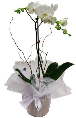 Tek dallı beyaz orkide  Eskişehir güvenli kaliteli hızlı çiçek 