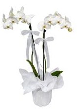 2 dallı beyaz orkide  Eskişehir çiçek , çiçekçi , çiçekçilik 