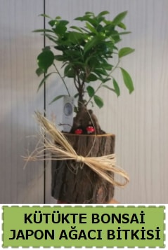 Kütük içerisinde doğal bonsai ağacı  Eskişehir çiçek siparişi vermek 