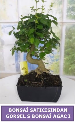 S dal eğriliği bonsai japon ağacı  Eskişehir online çiçek gönderme sipariş 