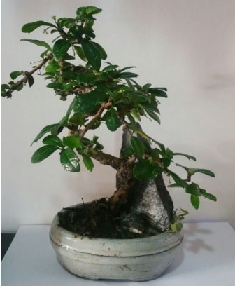 S şeklinde ithal bonsai ağacı  Eskişehir çiçekçiler 