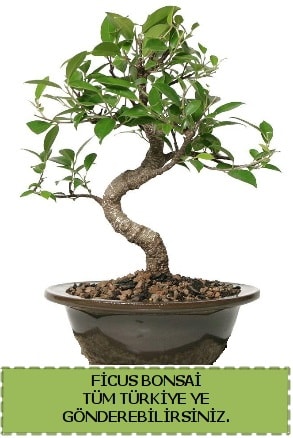 Ficus bonsai  Eskişehir internetten çiçek satışı 