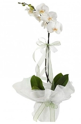 Tekli Beyaz Orkide  Eskişehir uluslararası çiçek gönderme 
