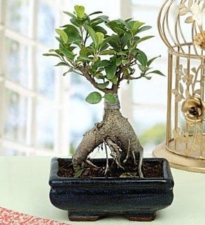 Appealing Ficus Ginseng Bonsai  Eskişehir İnternetten çiçek siparişi 