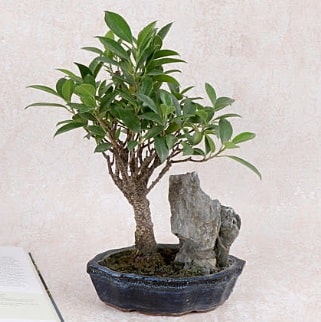 Japon ağacı Evergreen Ficus Bonsai  Eskişehir internetten çiçek satışı 