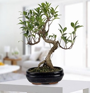 Gorgeous Ficus S shaped japon bonsai  Eskişehir ucuz çiçek gönder 