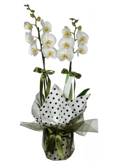 Çift Dallı Beyaz Orkide  Eskişehir çiçek yolla , çiçek gönder , çiçekçi  