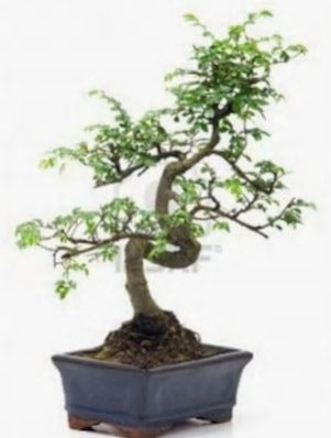 S gövde bonsai minyatür ağaç japon ağacı  Eskişehir online çiçek gönderme sipariş 