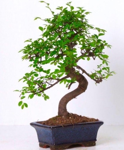 S gövdeli bonsai minyatür ağaç japon ağacı  Eskişehir internetten çiçek satışı 